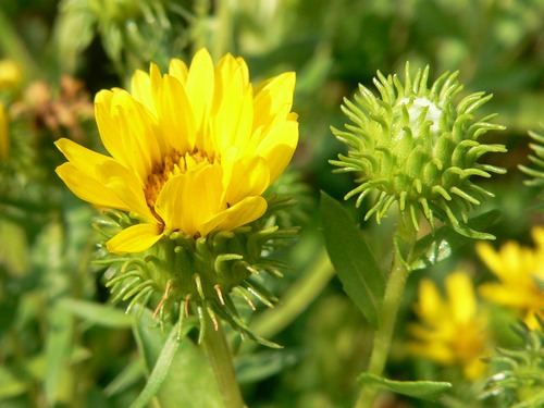 Le piante invernali parte due: Grindelia