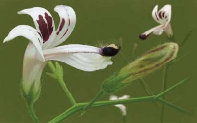 Le piante invernali parte tre: Andrographis